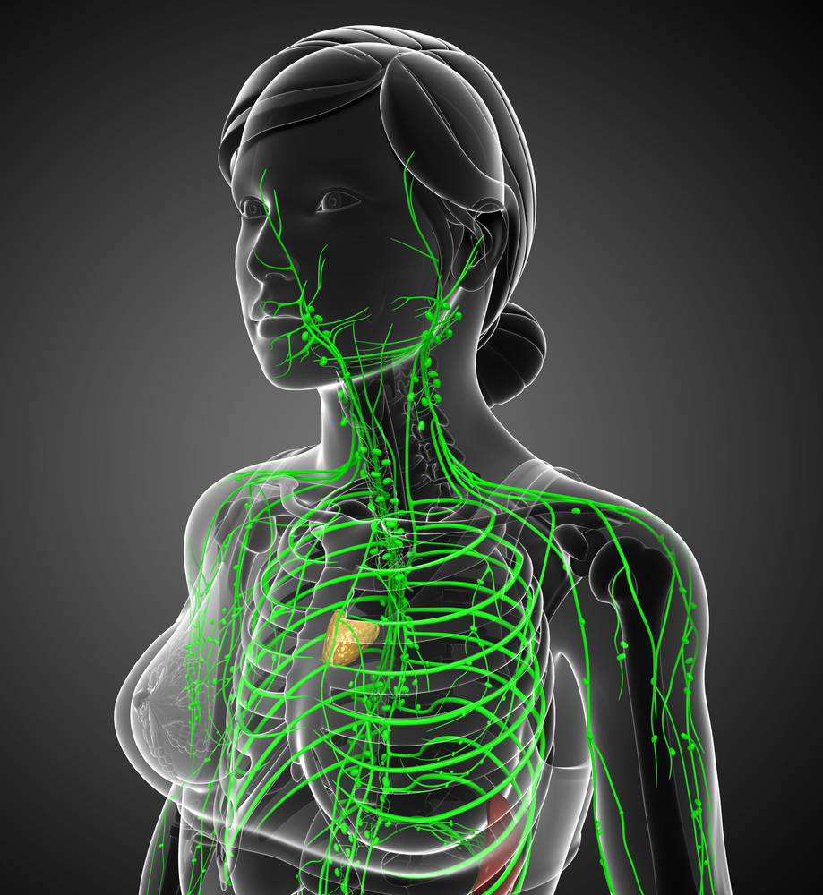 Illustration of female body lymphatic system